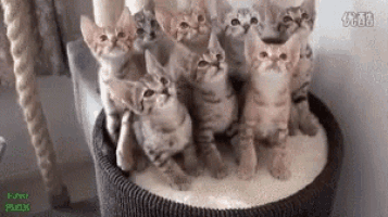 a bunch of kittens are standing in a basket .