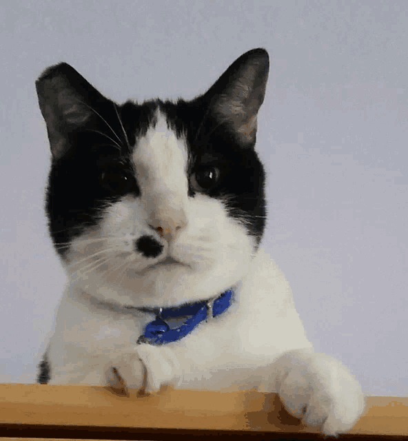 a black and white cat is wearing a blue collar