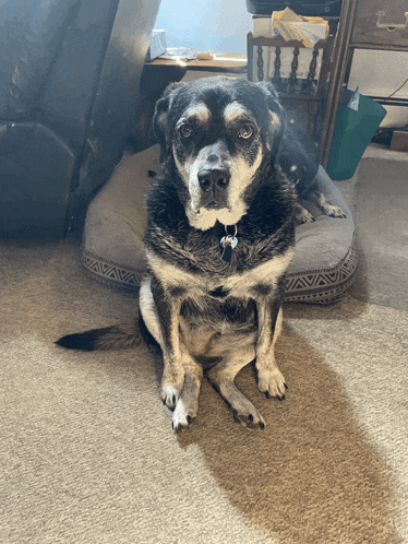 a black and white dog with a tag on its neck is sitting on the floor