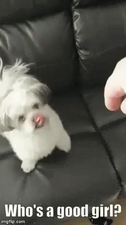 Whos A Good Girl You Are GIF - Whos A Good Girl You Are What GIFs