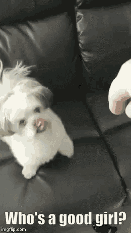a small white dog is sticking its tongue out while sitting on a black couch .