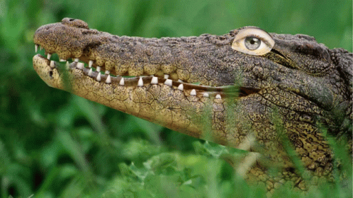 Crocodile GIF - Crocodile GIFs