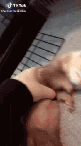 a tiktok video of a person petting a cat 's nose