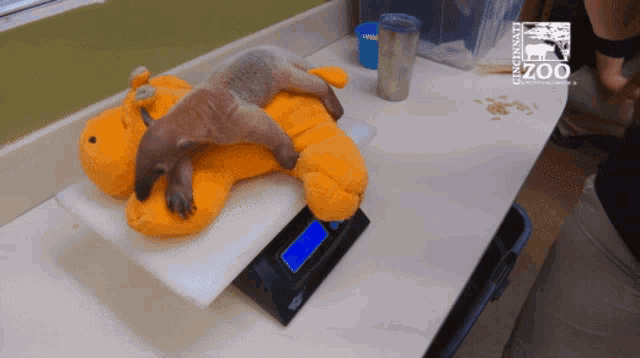 a stuffed animal is being weighed by a cincinnati zoo employee