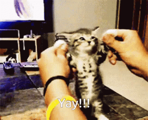 Cat Yay GIF - Cat Yay Hands GIFs