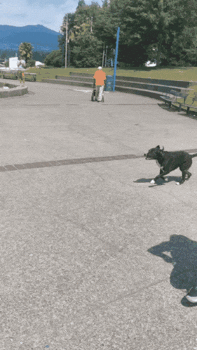 a man is taking a picture of a dog jumping over a wall