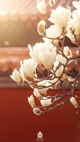 a bunch of white flowers on a tree branch with chinese writing on the bottom