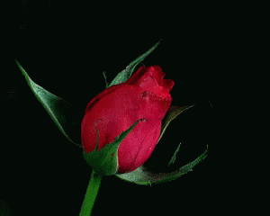 My Rose GIF - My Rose GIFs