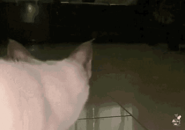 a white cat is standing on a tiled floor and looking at something in the distance