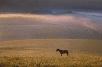 a horse stands in a field with a cloudy sky in the background