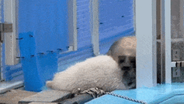 a seal is laying on the ground in a cage next to a pool .