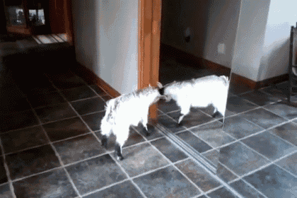 a goat is standing in front of a mirror and looking at its reflection