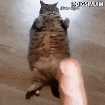 Kedi Cat GIF - Kedi Cat Cat Baguette GIFs