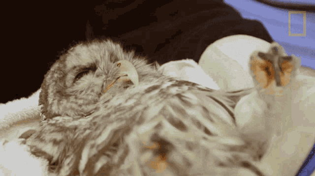 Dont Touch Me Yukon Do It GIF - Dont Touch Me Yukon Do It Owl You Need To Know About Owls GIFs