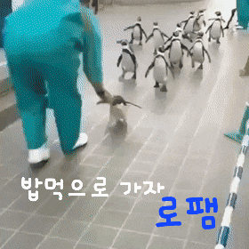 a group of penguins are walking down a tiled floor with a man holding a penguin