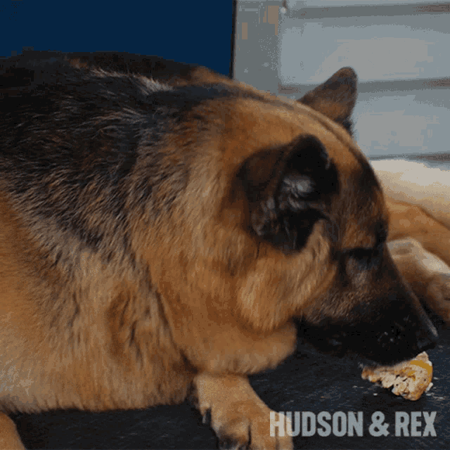 Eating Rex GIF - Eating Rex Diesel Vom Burgimwald GIFs