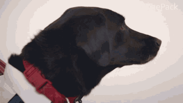 a black dog wearing a red collar and a white shirt with #thepack on the bottom