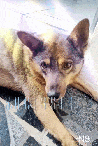 a dog is laying on a tiled floor with the words " made with tenada " on the bottom right
