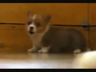 Omg I Want This.❤️😍 GIF - Dogs Cute Small GIFs