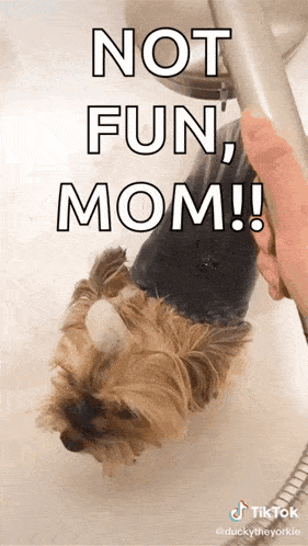 a dog is taking a bath with the caption " not fun mom !! "