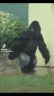 a gorilla is walking in the grass with the words puño o regla on the bottom