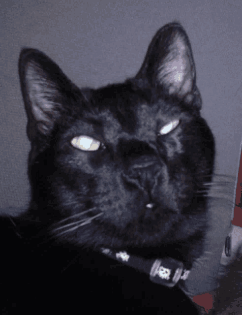 a close up of a black cat 's face with a collar that says ' rr ' on it