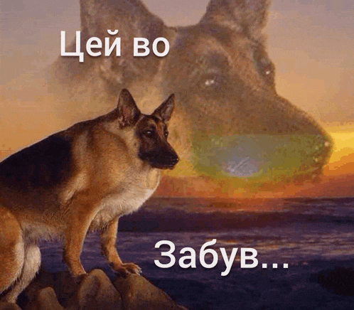 a german shepherd is standing on a rock in front of the ocean with a reflection of another dog in the background .