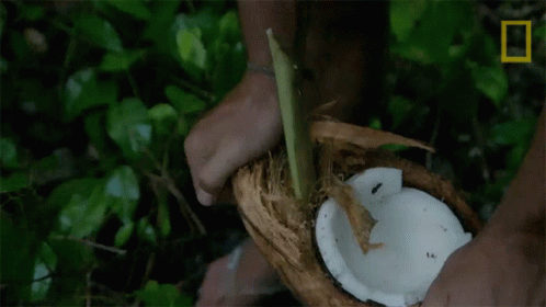 Coconut Trap Primal Survivor GIF - Coconut Trap Primal Survivor Luring In The Coconut Crab GIFs