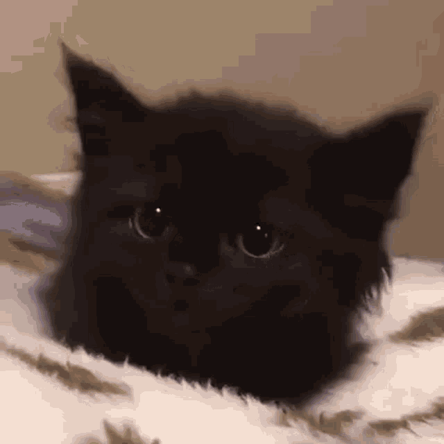 Cat Scary GIF - Cat Scary GIFs