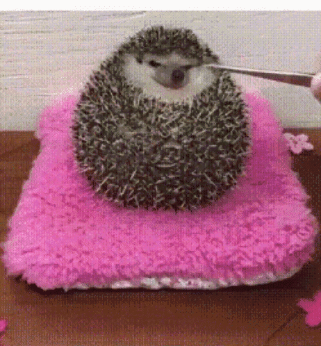 a hedgehog is sitting on a pink pillow and being brushed with a knife .