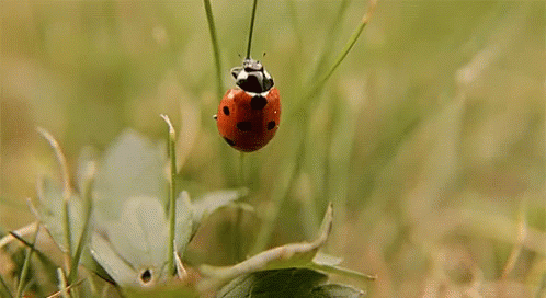 Insect Grass GIF - Insect Grass Ladybug GIFs
