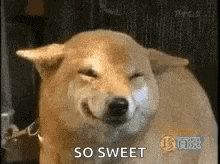 a dog is smiling with its eyes closed and the words `` so sweet '' written next to it .