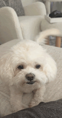 a small white dog is sitting on a couch looking at the camera