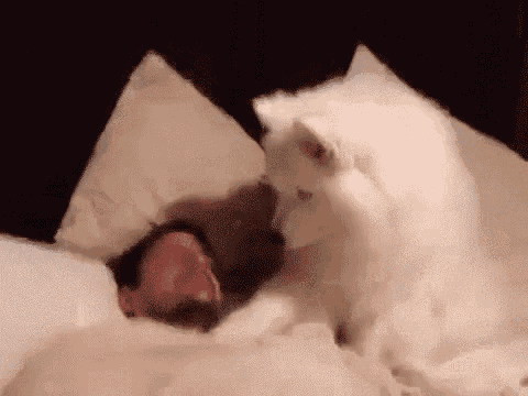 C'Mon, Wake Up GIF - Dogs Cute Pet GIFs