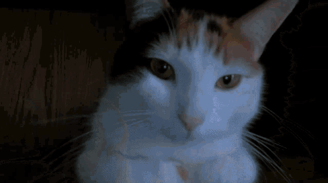 Cat Sniff Cat GIF - Cat Sniff Cat Sniff GIFs