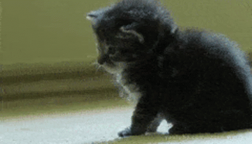 Wasted Boop Nose GIF - Wasted Boop Nose Kitten GIFs