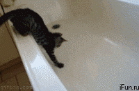 I Want Out! GIF - Cat Cute Kitty GIFs