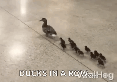 Ducks Momma Duck GIF - Ducks Momma Duck Single File GIFs