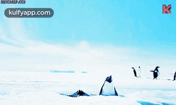 Penguin Day.Gif GIF - Penguin Day Wishes Penguins GIFs