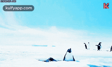 a group of penguins are dancing in the snow with a kulfyapp.com logo in the corner