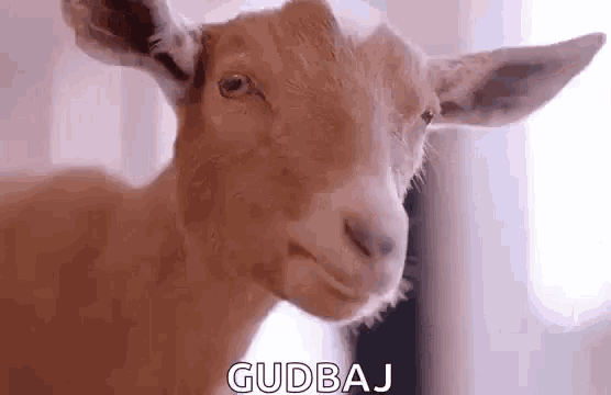a close up of a goat 's face with the word gudbaj written on it .