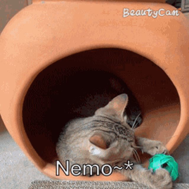 a cat is laying in a clay container with the words nemo written on it