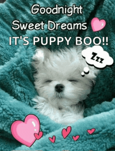 a puppy is wrapped in a blue blanket with hearts and the words goodnight sweet dreams it 's puppy boo