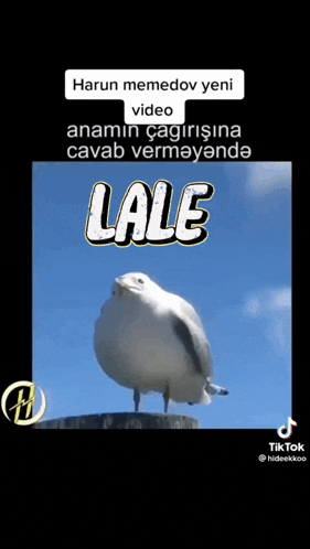 a seagull is standing on a ledge with the word lale written above it
