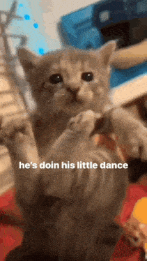a kitten is sitting on its hind legs with the words `` he 's doin his little dance '' written below it .