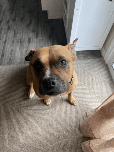 a brown dog is sitting on a rug looking up at the camera