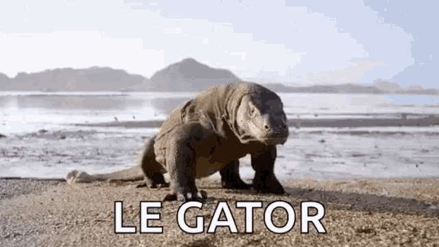 a lizard is standing on a beach with the words `` le gator '' written on it .