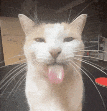 a close up of a cat sticking out its tongue