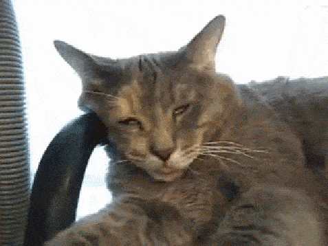 Bad Dream Cat GIF - Bad Dream Cat GIFs