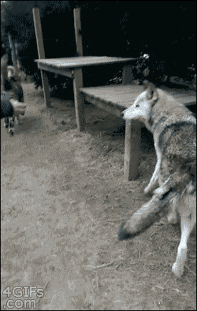 Wolf Fetch Wolf GIF - Wolf Fetch Wolf Giant Work GIFs